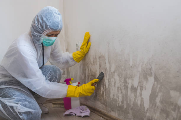 Combes, TX Mold Inspection, Removal & Remediation Company